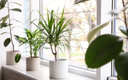 Trồng cây mắc lỗi này thì cây gì cũng héo úa