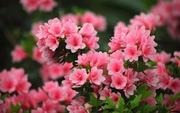 Để cuộc sống hanh thông, may mắn, tài lộc đủ đầy, bạn nên sở hữu loài hoa này