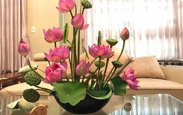 Chuyên gia chỉ vị trí bài trí hoa sen trong nhà vừa đẹp vừa kích hoạt vượng tài không phải ai cũng biết