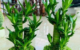 Người tuổi này nếu trong nhà có cây trúc phát tài, công việc thăng tiến, tiền bạc của cải phất lên như diều gặp gió