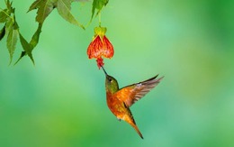 Số cuối ngày sinh Âm lịch tiết lộ khả năng kiếm tiền: Bạn thuộc nhóm giàu sang nào?