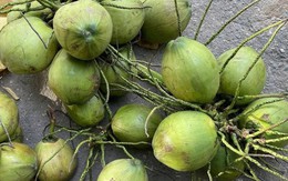 Bất ngờ thứ trong quả dừa bổ dưỡng 'chẳng kém nhân sâm tổ yến' cực nhiều ở Việt Nam, nhưng ít người biết