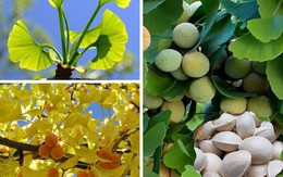Loại cây cảnh được xem như 'báu vật' trong nhà của những người sành chơi