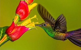 Tháng sinh Âm lịch của người tham vọng, không ngừng vươn lên trong sự nghiệp