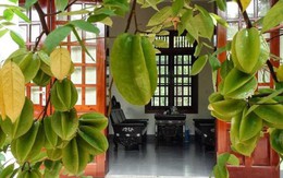 Vì sao lại nói trồng cây khế trước sân nhà con cháu đời đời giàu sang
