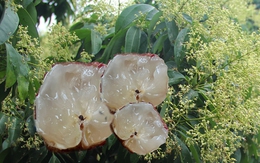 'Đặc sản hiếm' vị ngọt thanh, cùi giòn như thạch của VN lên cơn sốt, có tiền chưa chắc đã mua được