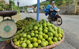 Thực hư về nguồn gốc loại mận róc hạt đang bán đầy thị trường