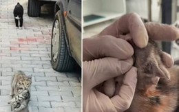 Xúc động cảnh mèo mẹ tha mèo con bị bệnh đến phòng khám thú y cầu cứu