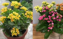 Muốn cuộc sống được may mắn và tài lộc, hãy đặt cây này trong nhà