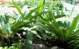 Trong nhà nếu có cây này, gia chủ sẽ không lo hết tiền, sức khỏe viên mãn