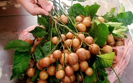 Quả quê ngon gợi nhớ tuổi thơ chỉ hè mới có vào chính vụ, giá từ 30.000 đồng/kg, giúp giải nhiệt và trị ho rất tốt