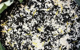 Loại trà đắt đỏ nhất Hà Nội, giá hơn 10 triệu đồng/kg được chế biến thế nào?