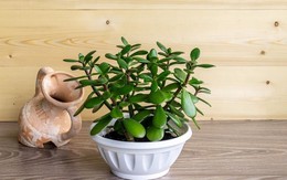 Cây cảnh phong thủy phòng lãnh đạo cho người mệnh Mộc