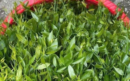 Rau ngót rừng – 'mì chính' của núi rừng, hiếm hàng, giá bán 150.000 đồng/kg vẫn không đủ trả đơn