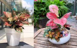 Cây cảnh phong thủy phòng lãnh đạo mệnh Hỏa giúp đem đến vận may, điềm lành trong cuộc sống