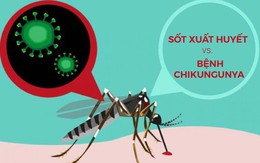 Dấu hiệu bệnh Chikungunya khác gì sốt xuất huyết?