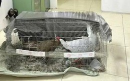 Thông tin mới vụ lĩnh 6 năm tù vì nuôi bán 13 con gà lôi trắng