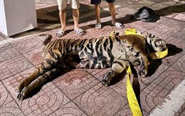Giấu cá thể hổ nặng khoảng 200kg trên nóc xe khách