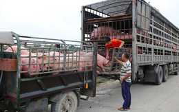 Kiến nghị miễn thuế VAT cho nguyên liệu thức ăn chăn nuôi, con giống và sản phẩm chăn nuôi