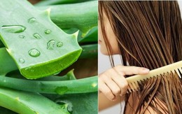 Mách bạn cách ủ tóc nha đam mềm, óng khỏe, không tốn tiền