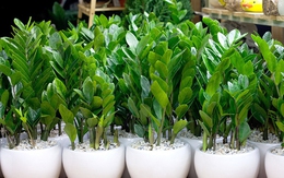 Người mệnh này đại kỵ không được trồng cây kim tiền trong nhà nếu không muốn 'tán gia bại sản'