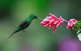 Tháng sinh Âm lịch tiết lộ vận mệnh: Người sinh vào những tháng này cả đời thuận lợi, hanh thông