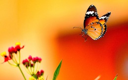Tháng sinh Âm lịch của người đặc biệt xuất sắc trên nhiều phương diện