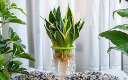 Xua đuổi ‘vận đen’ tháng 'cô hồn' và cả quanh năm bằng các loại cây cảnh trừ tà nhưng tuyệt đẹp sau