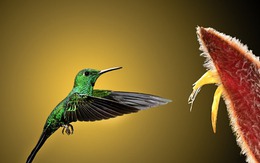 Ngày sinh Âm lịch của người có vận may nổi bật, tiền tài vượng phát