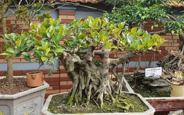 Đặt cây đa cảnh tại vị trí này ngăn chặn các năng lượng tiêu cực xâm nhập, đồng thời thu hút vượng khí vào nhà