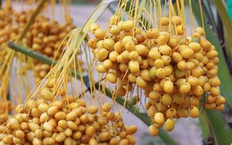 Quả chà là tươi xuất hiện nhiều ở chợ Việt được ví như 'hạt ngọc của sa mạc': Nên ăn chà là tươi hay khô mới tốt cho sức khỏe?