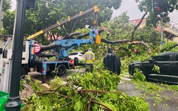 Hà Nội: Tài xế kể lại khoảnh khắc xe ô tô bị cây cổ thụ trên đường Trần Phú đổ đè trúng