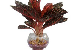 Cây cảnh đẹp tên là cây Bao Thanh Thiên và cách đặt cây trong nhà để tô điểm và bảo vệ gia đình khỏi điều xấu