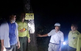 Xuyên đêm mật phục sau vụ nhiều cây thông ở Huế bị 'đầu độc'
