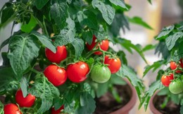 Sai lầm bạn cần tránh khi trồng cà chua để cây ra nhiều quả