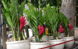 Bí quyết trồng cây kim tiền ra hoa, tài lộc ùn ùn kéo đến