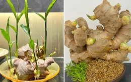 Các loại củ bị hỏng này đừng vứt đi, hãy tận dụng để có không gian xanh trong nhà mà không tốn chi phí