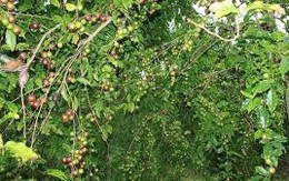 Tác dụng của cây bồ quân trong cuộc sống nhất định bạn phải biết