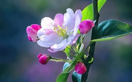 Tháng sinh Âm lịch của người tài hoa, đi đâu cũng được trọng dụng