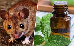 Cách ngừa và khắc phục chuột gặm đứt dây điện cửa tự động