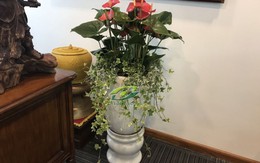 Bật mí chọn cây xanh để phòng lãnh đạo được bình an, nhiều năng lượng, công việc may mắn