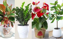 Cách chọn cây phong thủy để bàn theo từng mệnh giúp thăng tiến, may mắn và tài lộc