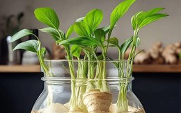Cầm gừng tươi vào đám cưới và 'phép màu' phong thủy khi để củ gừng trong ô tô, nhà ở