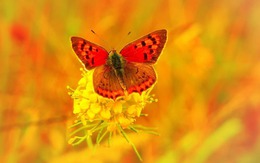 Tháng sinh Âm lịch được trời ưu ái: Cả đời ít phiền não, may mắn luôn vây quanh