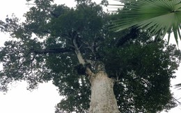 Hai cây trầm quý ở Hà Tĩnh trở thành Cây Di sản Việt Nam