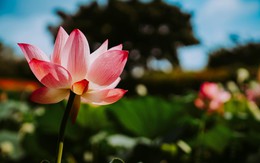 Loại hoa 'hộ mệnh' đáng trồng để giải điều xấu