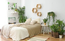 Có nên ‘cải tạo’ phòng ngủ bằng cây xanh phong thủy?