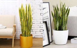 Loài cây cảnh ai cũng nên sở hữu để xua đuổi xui xẻo