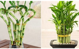 Loại cây cảnh tài lộc như đúng tên gọi, nhà giàu nào cũng thích trồng, là cây gì?