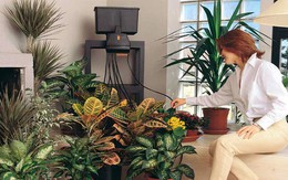 Cách chăm sóc các cây cảnh để bàn luôn tốt tươi, khỏe mạnh